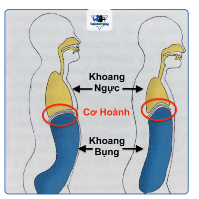 Hít thở bụng, hít thở ngực